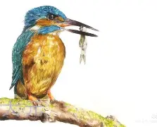 翠鸟再胜76人,西区夺冠难题待解 翠鸟再胜76人,西区夺冠难题待解